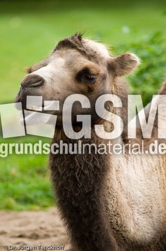 Kamel (47 von 108).jpg